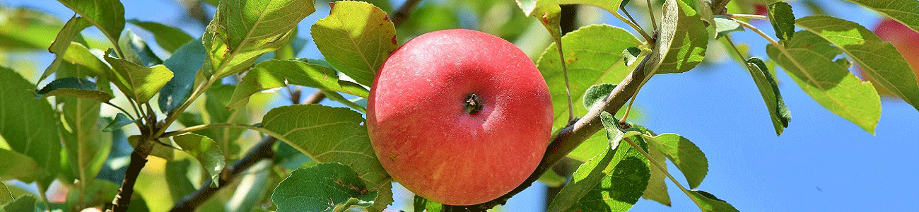 fruitbomen blote wortel