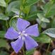 Vinca major