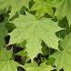 Acer platanoides 25x