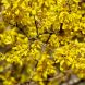 Forsythia intermedia 25x