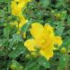 Hypericum ‘Hidcote’ 25x