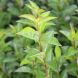 Ligustrum ovalifolium 25x