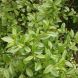 Ligustrum vulgare 25x