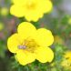 Potentilla fruticosa 25x