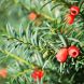 Taxus baccata 25x