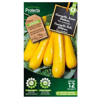 Courgette Gele Goldena - Protecta Traditionele Reproduceerbare Autenthentieke Zaden