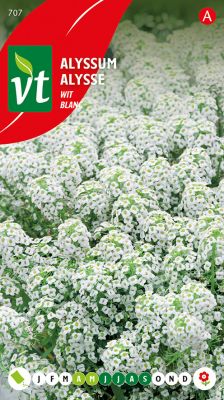 Alyssum Sneeuwtapijt