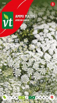 Ammi Majus