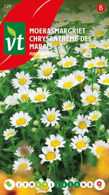 Moerasmargriet Pure White