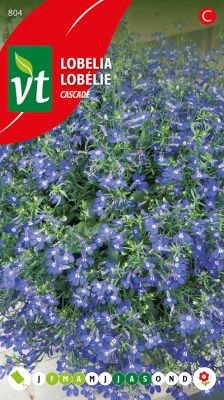 Lobelia Cascade