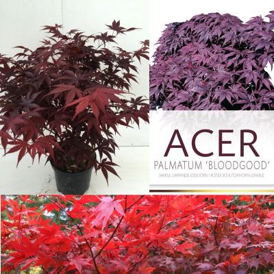 Acer palmatum 'Bloodgood'