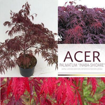 Acer palmatum 'Inabe Shidare'