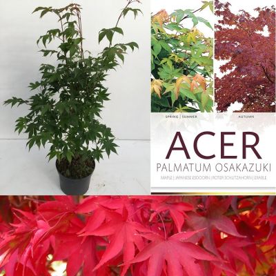 Acer palmatum 'Osakazuki'