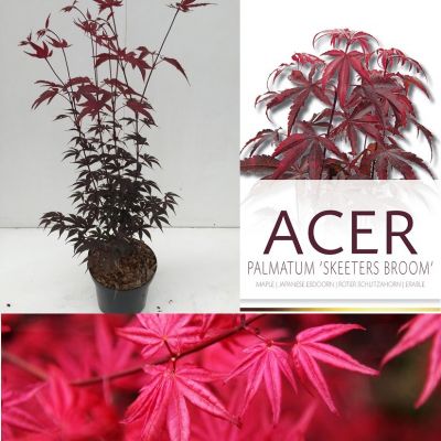 Acer palmatum 'Skeeter's Broom' 