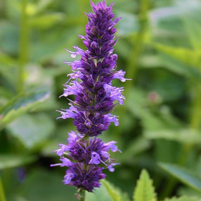 Agastache foeniculum