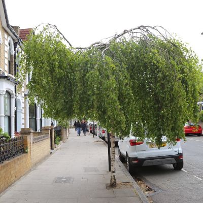 Betula pendula 'Youngii'