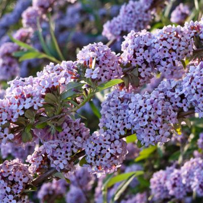 Buddleja alternifolia