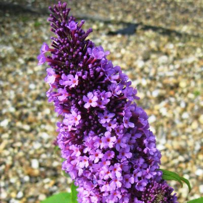 Buddleja davidii 'Peacock'