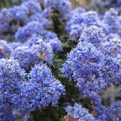 Ceanothus 'Burkwoodii' 