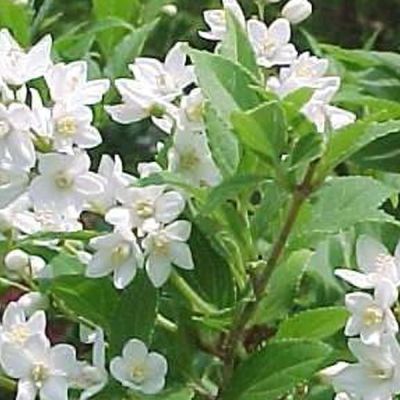 Deutzia gracilis