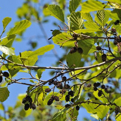 Alnus glutinosa 25x