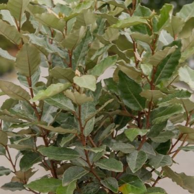 Elaeagnus ebbingei 'Compacta'