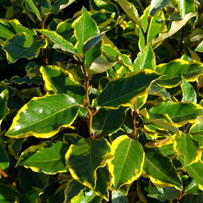 Elaeagnus ebbingei 'Viveleg'