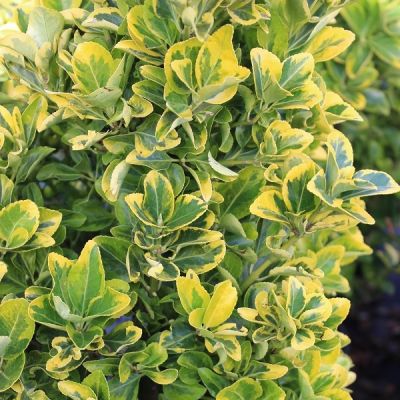 Euonymus japonicus 'Aureomarginatus'