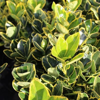 Euonymus japonicus 'Ovatus Aureus'