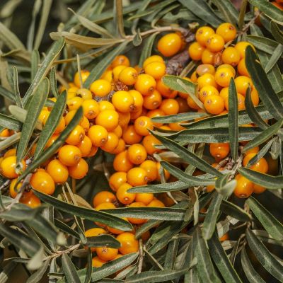 Hippophae rhamnoides 25x