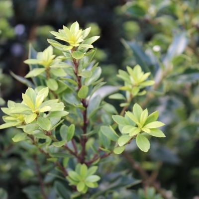 Ilex maximowicz. 'Kanehirae'