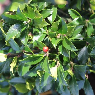 Ilex meserveae 'Blue Maid'