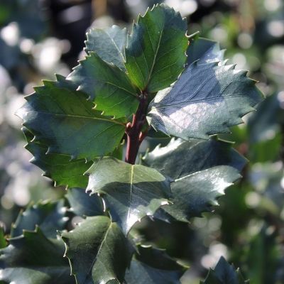 Ilex meserveae 'Blue Prince'