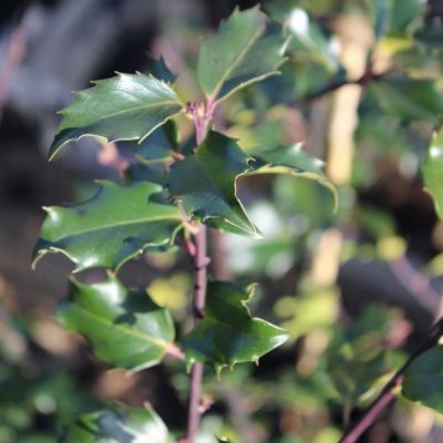 Ilex meserveae 'Blue Princess'