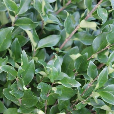 Ligustrum japonicus 'Texanum'