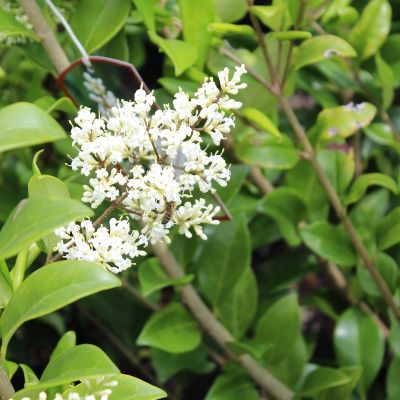 Ligustrum japonicus 'Texanum'