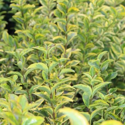 Ligustrum oval. 'Aureum' 25x