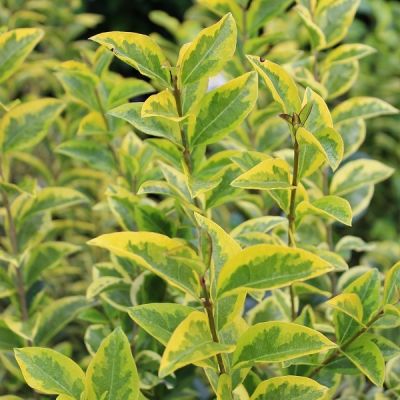 Ligustrum oval. 'Aureum' 25x