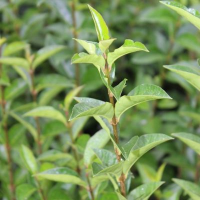 Ligustrum ovalifolium 25x