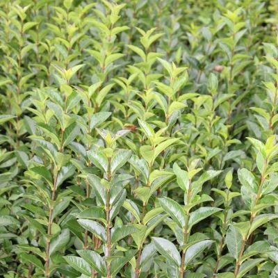 Ligustrum ovalifolium 25x