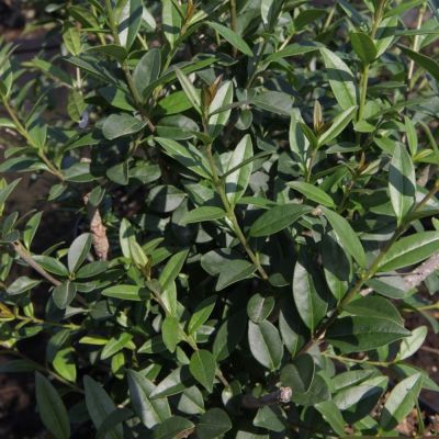 Ligustrum vulgare ‘Atrovirens’