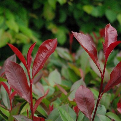 Photinia fras. 'Carré Rouge'