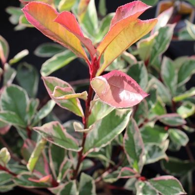 Photinia fras. 'Pink Marble'