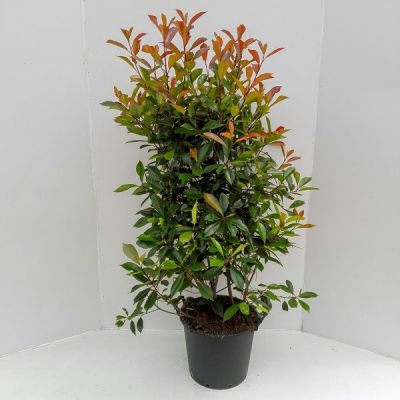 Photinia fras. 'Red Robin'