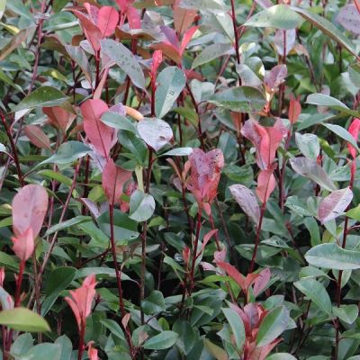 Photinia fras. 'Red Robin'