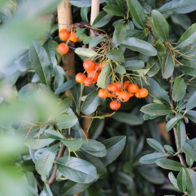 Pyracantha hybr. 'Golden Charmer'