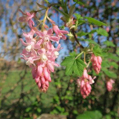 Ribes sanguineum 25x