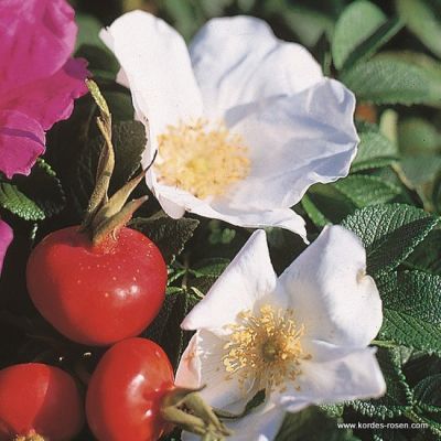 Rosa rugosa 'Alba' 25x