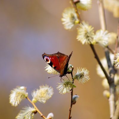 Salix cinerea 25x