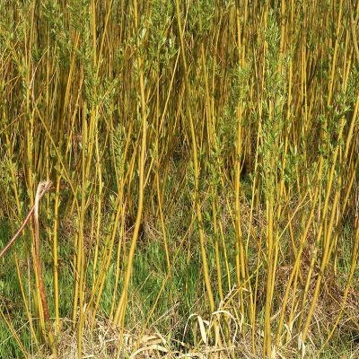 Salix viminalis 25x